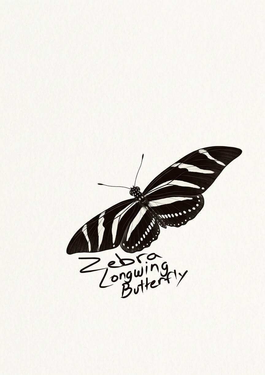 Zebra Longwing Butterfly Collection